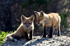 red fox kits 